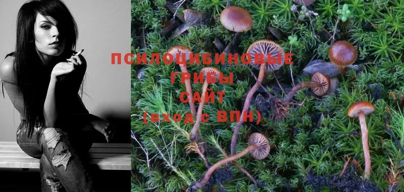 OMG рабочий сайт  как найти закладки  Горняк  Псилоцибиновые грибы Psilocybe 